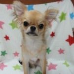ロングコートチワワ 女の子♀ 2月14日生まれ ＜フォーン＞