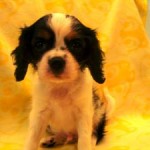 No.100  キャバリア　男の子♂　8月14日生まれ