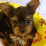 No.103 ヨークシャーテリア　女の子♀　9月2日生まれ