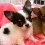 No.104  ロングコートチワワ　女の子♀　9月18日生まれ