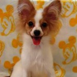 No.105  パピヨン　男の子♂　3月21日生まれ