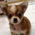 No.106 ロングコートチワワ　女の子♀　10月6日生まれ