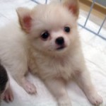 No.110 ロングコートチワワ　男の子♂　10月6日生まれ