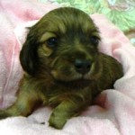 No.111 ミニチュアダックスフンド　男の子♂　12月9日生まれ