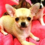 No.112 スムースコートチワワ　女の子♀　9月5日生まれ