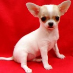 No.113  スムースコートチワワ　女の子♀　9月2日生まれ