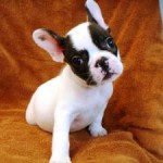 No.114  フレンチブルドッグ　男の子♂　10月10日生まれ