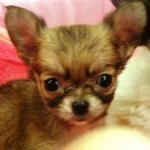 No.115  ロングコートチワワ　男の子♂　9月18日生まれ