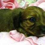 No.116  ミニチュアダックスフンド　女の子♀　12月9日生まれ