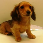 No.117 ミニチュアダックスフンド　女の子♀　12月9日生まれ