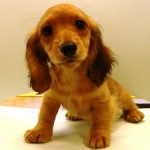 No.118  ミニチュアダックスフンド　女の子♀　12月9日生まれ