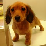 No.119 ミニチュアダックスフンド　女の子♀　12月9日生まれ