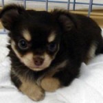 No.120  ロングコートチワワ　女の子♀　2月6日生まれ