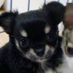 No.121  ロングコートチワワ　男の子♂　2月6日生まれ