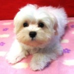 No.123  マルチーズ　女の子♀　10月28日生まれ 