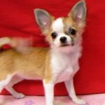 No.124  ロングコートチワワ　女の子♀　9月18日生まれ