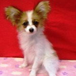 No.125 パピヨン　男の子♂　10月1日生まれ