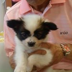 No.126  パピヨン　女の子♀　3月16日生まれ