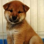 No.127 柴　女の子♀　5月12日生まれ