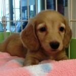 No.128 ミニチュアダックスフンド　女の子♀　5月11日生まれ