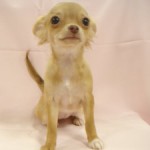 No.129 ロングコートチワワ　女の子♀　2月6日生まれ