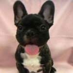 No.130  フレンチブルドック　男の子♂　3月4日生まれ
