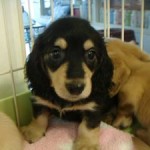 No.131 ミニチュアダックスフンド　男の子♂　5月11日生まれ