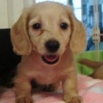 No.132 ミニチュアダックスフンド　男の子♂　5月11日生まれ