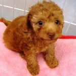 No.133 トイプードル　女の子♀　6月6日生まれ