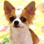 No.134 ロングコートチワワ　男の子♂　2月4日生まれ