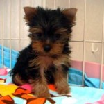 No.135 ヨークシャーテリア　男の子♂　6月17日生まれ