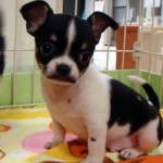 No.136 スムースコートチワワ　男の子♂　7月12日生まれ