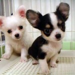 No.137 ロングコートチワワ　女の子♀　7月8日生まれ