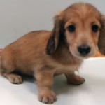 No.140 ミニチュアダックスフンド　男の子♂　8月11日生まれ