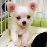 No.141  ロングコートチワワ　男の子♂　7月8日生まれ
