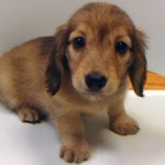 No.142  ミニチュアダックスフンド　女の子♀　8月11日生まれ