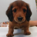 No.143 ミニチュアダックスフンド　男の子♂　8月11日生まれ