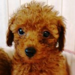 No.144  トイプードル　女の子♀　9月21日生まれ