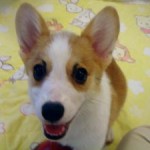No.145 コーギー　男の子♂　6月17日生まれ