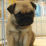 No.146 パグ　女の子♀　10月24日生まれ