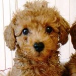 No.147 トイプードル　男の子♂　9月21日生まれ