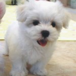 No.148 マルチーズ　男の子♂　7月29日生まれ