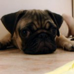 No.149  パグ　男の子♂　5月17日生まれ