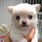 No.14 ロングコートチワワ　男の子♂　4月22日生まれ