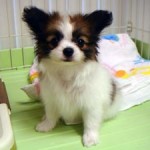 No.150 パピヨン　女の子♀　7月13日生まれ