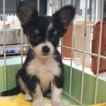 No.151 ロングコートチワワ　女の子♀　7月8日生まれ