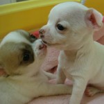 No.152  スムースコートチワワ　♂＆♀　12月13日生まれ