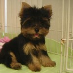 No.153 ヨークシャーテリア　女の子♀　7月9日生まれ