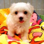 No.155 マルチーズ　女の子♀　4月29日生まれ