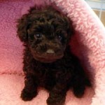 No.156  トイプードル　女の子♀　10月13日生まれ